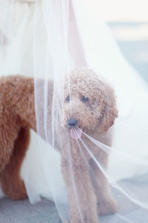 Wedding Dog Photos, Golden Doodle Wedding, Dog Incorporated In Wedding, Incorporating Dogs In Wedding, Goldendoodle Wedding, Dogs At Weddings Ideas, Dog In Wedding Ideas, Dog Wedding Ideas, Wedding With Dog