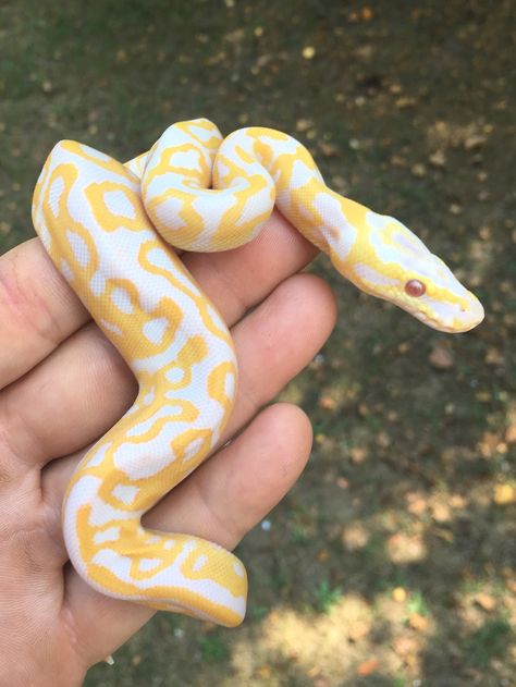 Albino Leopard Het Clown Albino Python, Snake Piercing, Albino Ball Python, Yellow And White Snake, Piercing Snake, Snake Yellow, Albino Banana Ball Python, Albino Hognose Snake, Snake Bite Piercing