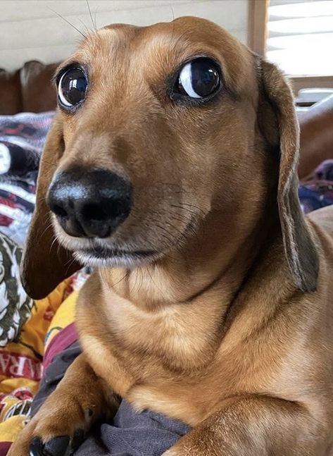 Dachshund Puppy Funny, Goofy Dog, Dapple Dachshund, Doxie Dogs, Dachshund Mix, Very Cute Dogs, Sausage Dogs, Really Cute Dogs, Wiener Dogs