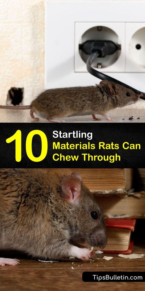 If you have a pet rat or mouse, or are in the middle of a rodent infestation, it helps to know what rats can chew through. If you spot chewed electrical wire or insulation, you need rat control. Begin rodent control immediately by sealing holes and setting rat traps. #materials #rats #chew #through Types Of Rats, Roof Rats, Norway Rat, How To Deter Mice, Rat Infestation, Diy Bug Spray, Rat Control, Getting Rid Of Rats, Pet Rat