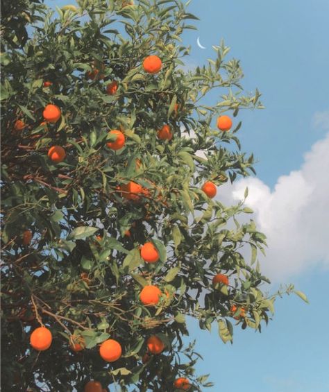 Clementine Tree, Tree Aesthetic, Fun Salads, Orange Tree, Color Studies, Pastel Painting, Pastel Aesthetic, Pumpkin Patch, Sunny Days