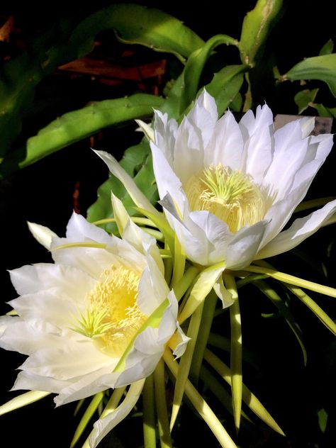 My mom was really excited to show me the flowers blooming on her dragon fruit plants. Apparently they only bloom at night! White Dragon Fruit, Zodiac Flowers, Dragon Fruit Flower, Dragon Fruit Varieties, Dragon Fruit Plant, Red Dragon Fruit, Flowers Blooming, Fruit Flowers, All Fruits