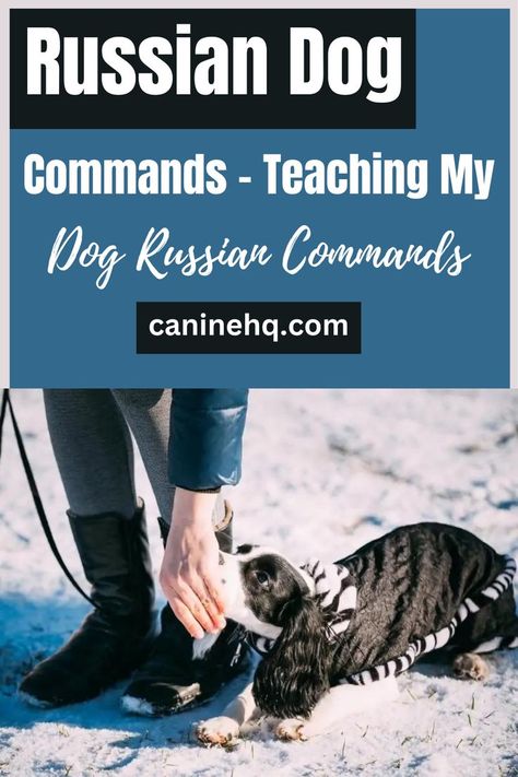 russian dog commands Basic Russian, Russian Dogs, Dog Commands, Service Dog Training, Training Dogs, Basic Dog Training, Dog Potty Training, Dog Training Advice, Dog Pee