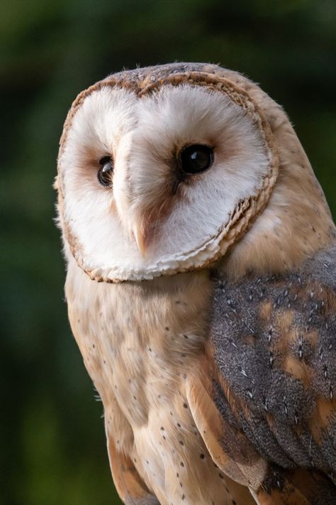 Barn Owl portrait Owl Portrait, Bird Facts, Owl Head, Owl Photography, Wild Animals Photos, Owl Photos, Owl Pictures, Beautiful Owl, Owl Bird