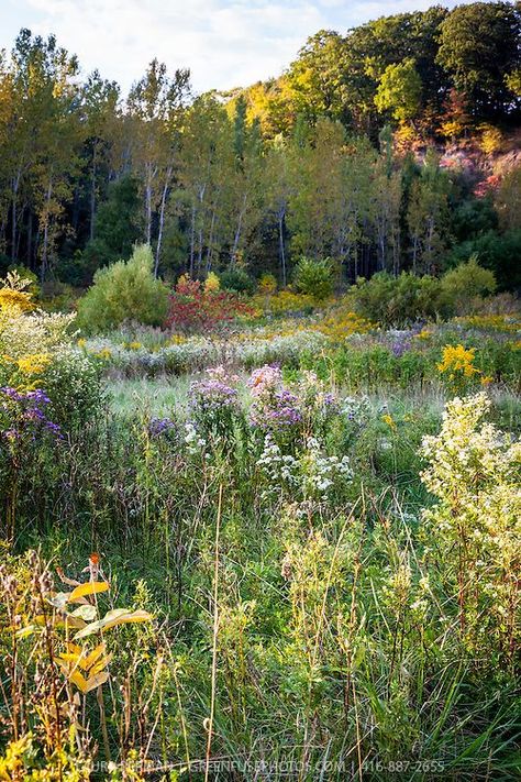 Dream Core, Nature Aesthetic, Flower Field, Pretty Places, Green Aesthetic, Dream Garden, Pacific Northwest, Pretty Pictures, Beautiful World