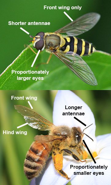 Hoverfly Hoverfly, Wildlife Biologist, Bees And Wasps, Small Bees, Wildlife Habitat, Large Eyes, Wildlife Conservation, Coat Patterns, Wasp