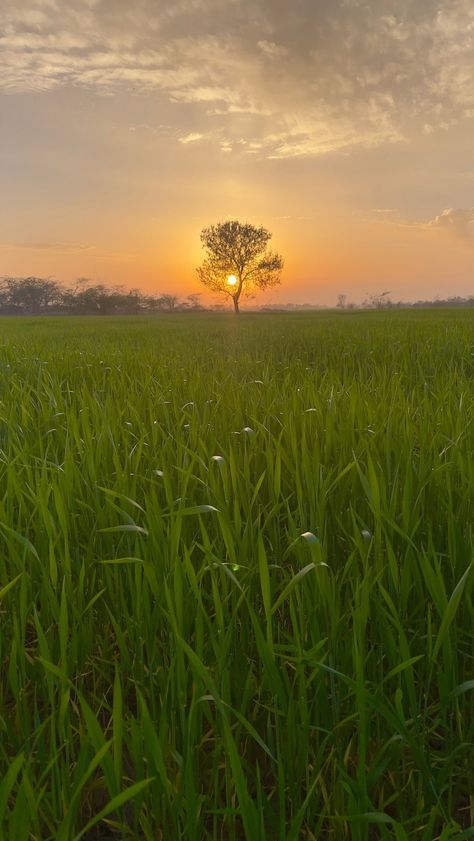 Free Android Wallpaper, Punjab Pakistan, Nature Background Images, Alone In The Dark, Beautiful Nature Wallpaper Hd, Beautiful Flowers Photography, Village Photography, Beautiful Images Nature, Cute Couple Selfies