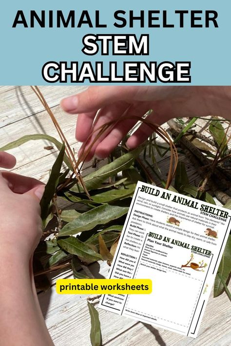 Your kids will love this Animal Shelter STEM project. Animals, just like us, need shelter to protect them from extreme weather and predators. In this hands-on STEM challenge, your kids get to be the engineer! Design and build a shelter that meets the essential needs of animals in their natural habitat. Perfect for young scientists! Grab the free printable worksheets too! Basic Needs Of Animals, Kids Building Activities, Engineer Design, Fall Science, Fall Preschool Activities, The Engineer, Fall Math, Stem Challenge, Easy Science Experiments