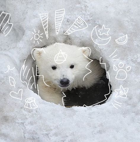 #therian #theriotype #therianthropy #pfp #polarbear Polar Bear Aesthetic, Bear Therian, Bear Pfp, Therian Pfp, Pfp Pics, Cute Polar Bear, Tablet Wallpaper, Silly Animals, White Bear