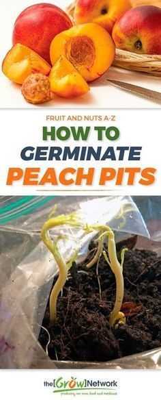 Growing Fruit Trees, Peach Pit, Urban Gardening, Peach Trees, Home Vegetable Garden, Organic Gardening Tips, Growing Fruit, Food Garden, Fruit Garden