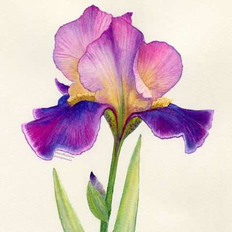 What a beauty to brighten your day. Painted in watercolour for a new collection in doing. What’s your favourite coloured flowers?? . . . . #watercolourartist #instaartist #art #artist #artists #illustration #flowerpainting #watercolourart #watercolourflowers #artoftheday #watercolour_gallery #irisflower #floralart #watercolourflowers #creativemagazine #watercolor_guide #artistsoninstagram #artflowsessions #watercolor_daily Iris Paintings, Watercolor Irises, Iris Art, Iris Painting, Iris Flower, Commissioned Artwork, Purple Iris, Watercolor Art Lessons, Iris Flowers