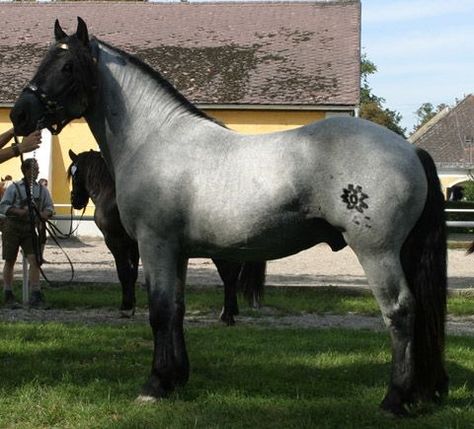 Noriker Horse, Roan Horse, Aqha Horses, Gray Horse, Quarter Horses, Handcrafted Pottery, Blue Roan, Majestic Horse, All About Horses