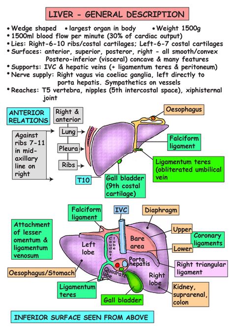 Instant Anatomy - Abdomen - Areas/Organs - Biliary system - Gall bladder Relation to liver Biliary System, Human Liver Anatomy, Liver Anatomy, Gi System, Diagnostic Medical Sonography, Sistem Pencernaan, Gall Bladder, Basic Anatomy And Physiology, Nurse Study Notes