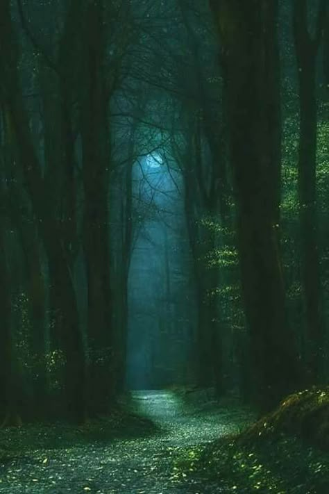 Dark Naturalism, Dark Green Aesthetic, Slytherin Aesthetic, Mystical Forest, Night Forest, Magical Forest, Alam Yang Indah, Dark Forest, Nature Aesthetic