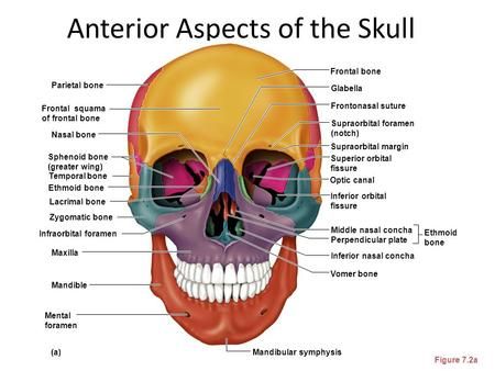 LAB PRELUDE BLOCK 3 – 2011-12 ANATOMY OF SKULL. Skull Views Superior – Norma verticalis Inferior – Norma basalis Posterior – Norma occipitalis Anterior. Head Diagram, Human Skull Anatomy, Anatomy App, Sphenoid Bone, Axial Skeleton, Brain Diagram, Paranasal Sinuses, Anatomy Organs, Facial Bones