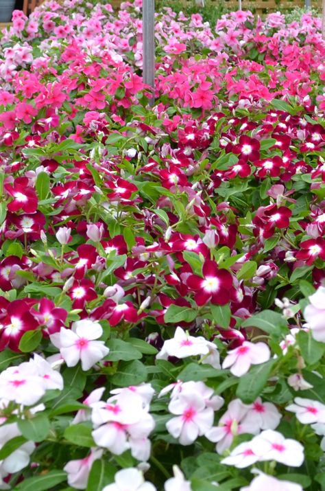 Periwinkle Plant, Plant Border, Border Plants, Flower Gardening, Summer Color, Ground Cover, Garden Center, Summer Colors, In The Garden