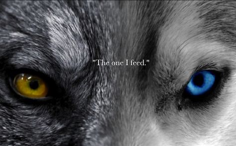 There is a struggle within me between two wolves. One is good and one is bad.  The good wolf feeds on love, compassion, hope, and trust. The bad wolf feeds on hate, heartlessness, despair, and betrayal.  I try to feed my good wolf everyday, but if I'm pushed too far or feel threatened...remember, there is nothing as fierce and deadly as a hungry wolf!  So I will never allow my bad wolf to perish, because one day i may need my bad wolf to fight my darkest battles! Two Wolves Story, Wolf Beautiful, The One You Feed, Regard Animal, Wolf Eyes, Two Wolves, Wolf Quotes, Beautiful Tattoo, Wolf Love