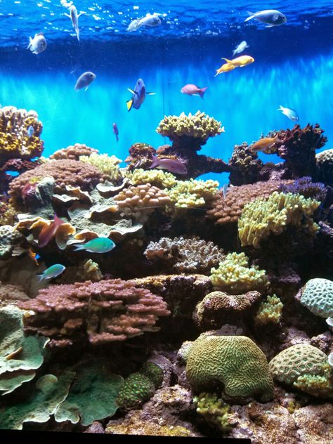 Birch Aquarium San Diego, Birch Aquarium, Ocean Creatures, Aquariums, Marine Life, Sea Life, San Diego, Mood Board, Coral