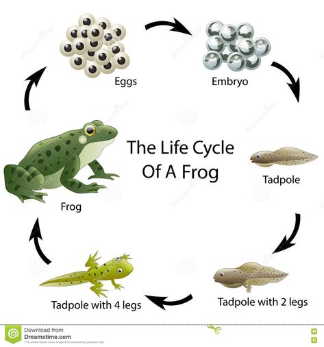 Frog Life Cycle Activities, Pond Habitat, Life Cycle Of A Frog, Frog Facts, Frog Activities, Animal Life Cycles, Lifecycle Of A Frog, Life Cycles Activities, Frog Life