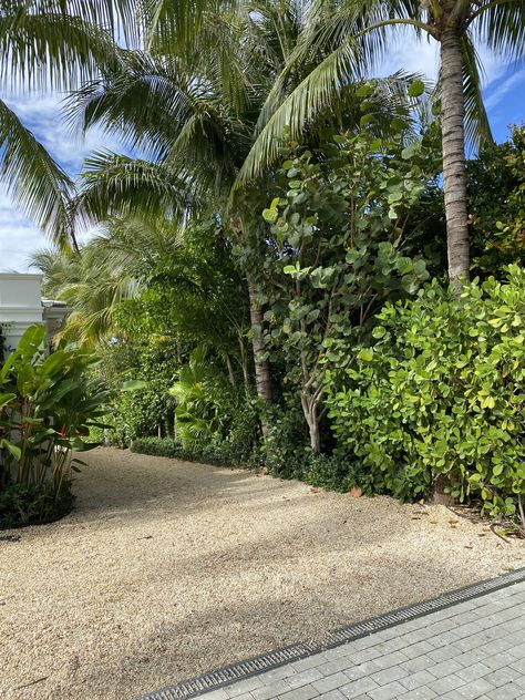 A mix of plants and trees on the INSIDE edge of the hedge Tropical Hedge, Podocarpus Hedge, Dream Yard, Plant Design, Hedges, Trees, Yard, Exterior, Plants