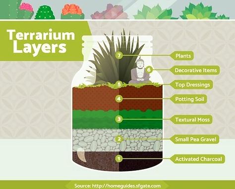 A basic guide to the layers in most terrariums. | ALLTHEBLOOM.COM #bloomcertified #terrarium #terrariums #airplant #airplants #garden #apartment #home #travel #atlanta #Canada #marietta #orchid #landscape #art #livingart #tillandsia #flowers #nature Marimo Moss Ball Terrarium, Closed Terrarium Plants, Terrariums Diy, Build A Terrarium, Large Terrarium, Open Terrariums, Garden Cactus, Diy Succulent Terrarium, Cactus Terrarium