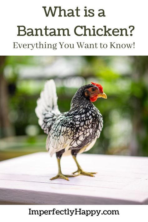 Bantam Breeds, Bantam Chicken Breeds, Cochin Chickens, Bantam Chicken, Urban Chicken Farming, Chicken Flock, Meat Birds, Bantam Chickens, Types Of Chickens