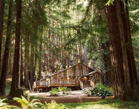 Forest Wedding Ideas, Redwood Forest California, Redwood Forest Wedding, Wedding Locations California, Forest Wedding Venue, A Cabin In The Woods, Redwood Wedding, Country Wedding Venues, Redwood Tree