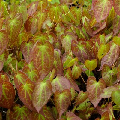 Najaarsverkleuring Epimedium Rubrum, Ground Covering, British Garden, Shade Perennials, Flower Spike, Gorgeous Gardens, Ground Cover, New Leaf, The Flowers