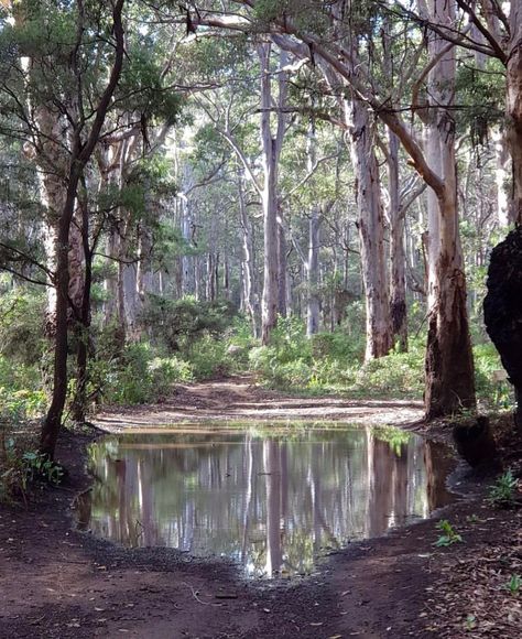 Australian Nature Photography, Australian Bush Landscape, Island Forest Aesthetic, Australian Bush Aesthetic, Australiana Aesthetic, Boranup Forest, Australian Jungle, Australian Forest, Australia Forest