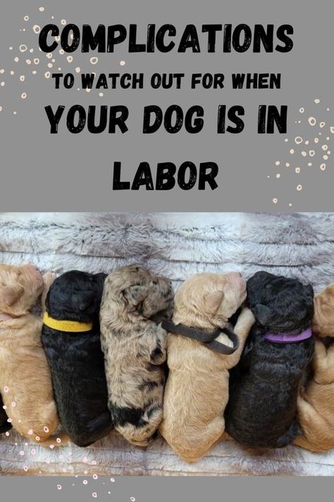 Most dog births go off without a hitch- but when things DO go wrong, they go very wrong- and fast! Here's a few things you need to know about dog birth before your puppies are born. Being prepared could save the life of a puppy, and prevent hardship for the mother. Learn everything you need to know here! Dog Labor, Dog Birth, Dog Breeding, Being Prepared, When Things Go Wrong, Dog Health Care, Give Birth, Feeding Tube, Natural Birth