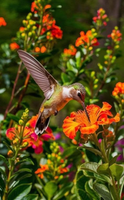 Hummingbird Photography Amazing Photos, Hummingbird Flower Tattoos, Beautiful Hummingbirds, Red Hummingbird, Pretty Wings, Hummingbirds Photography, Hummingbird Photos, Birds Photography Nature, Dove Pictures