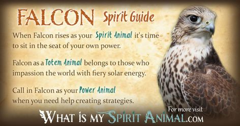 Animal Totem Spirit Guides, Spirit Animal Quiz, Native American Zodiac, Symbolism Meaning, Spirit Animal Meaning, Native American Totem, Animal Meanings, Spirit Animal Totem, Animal Spirit Guide