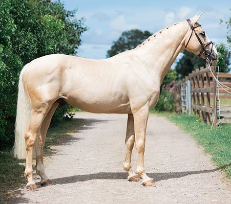 Vivaldi K × Bounce Magi | Palomino Swedish warmblood stallion Swedish Warmblood, Palomino Warmblood, Dutch Warmblood, Warmblood Horses, Pony Breeds, Appaloosa Horses, Sport Horse, Draft Horses, Appaloosa