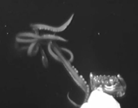 Squid Aesthetic, Bigfin Squid, Sea Things, Giant Squid, Water Creatures, Black Ocean, Deep Ocean, Caught On Camera, Deep Sea Fishing