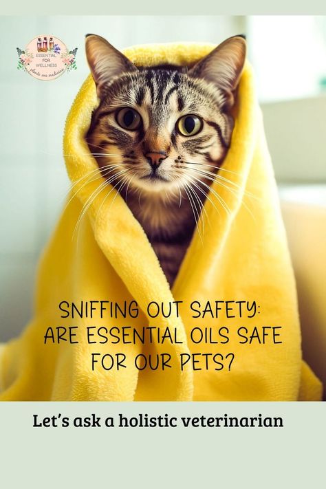 Adorable green-eyed tabby cat wrapped in a bright yellow fuzzy blanket with the title "Sniffing Out Safety: Are Essential Oils Safe for Our Pets? Let's ask a holistic veterinarian." At the top is the logo for Essential for Wellness. Desk Reference, Essential Oil Books, Diffuse Essential Oils, Are Essential Oils Safe, Lemongrass Essential Oil, Best Essential Oils, Essential Oils Rosemary, Skin Issues, Peppermint Essential Oil