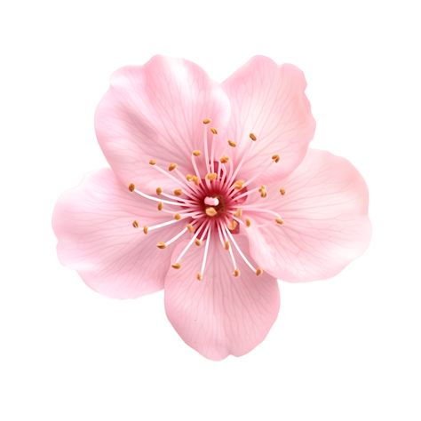 Pink Sakura, Flower Drawing Tutorials, Flower Icons, Png Aesthetic, Sakura Flower, Nothing But Flowers, All I Ever Wanted, Cityscape Photos, Custom Illustration