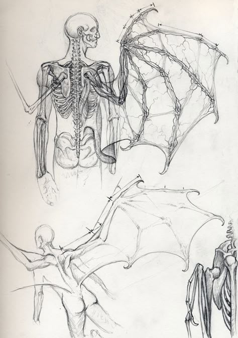 Vampire Anatomy, Creature Fantasy, Wings Drawing, 강아지 그림, Anatomy Sketches, 다크 판타지, Arte Sketchbook, Mythical Creatures Art, Anatomy Drawing