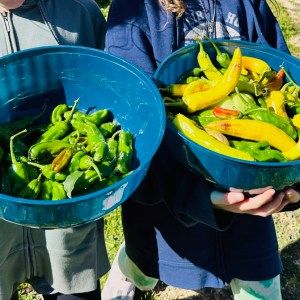 Monthly Gardening Ideas for Children - Dreams and Gardens School Garden Club, Keyhole Garden, Hanging Herbs, Harvesting Herbs, Garden Activities, Garden Services, Seed Catalogs, Green Pasture, Soil Health