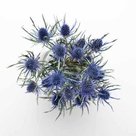 Thistle Flower Arrangement, Thistle Wedding Flowers, Dried Thistle, Thistle Bouquet, Thistle Wedding, Succulent Boutonniere, Floral Design Classes, Blue Thistle, Sea Holly