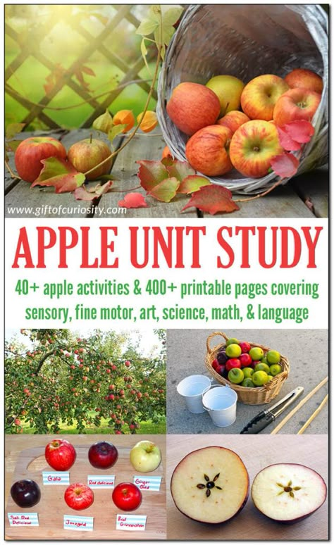 Apple Unit 2nd Grade, September Unit Studies, Apple Lesson Plans, Apple Study, Preschool Apple Activities, Apple Unit Study, Preschool Apple Theme, Apple Kindergarten, Apple Week