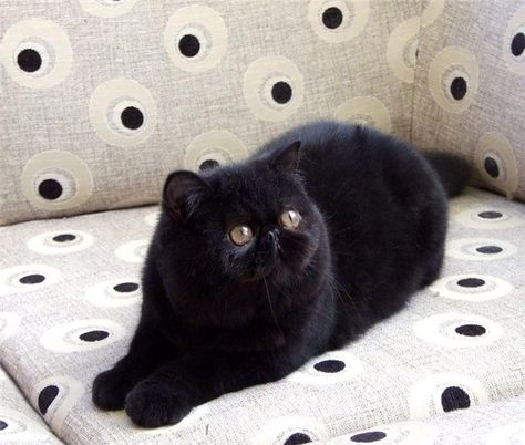 Black exotic shorthair cat. Like a short haired persian. If we ever get another cat, this will be it! #persiancatshorthaired Beautiful Pets, Exotic Shorthair Cat, Dream's Cat, Exotic Shorthair, Persian Cats, Exotic Cats, Shorthair Cat, Cat Images, Cat Ideas