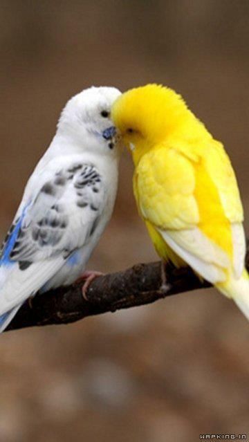 So precious! Love my 4 of and love to hear them communicate with each other and my other bird family...reminds me of the sounds of Spring. Birds Sitting, Kinds Of Birds, Exotic Birds, Pretty Birds, Colorful Birds, Cute Birds, Wild Birds, Bird Lovers, Love Birds