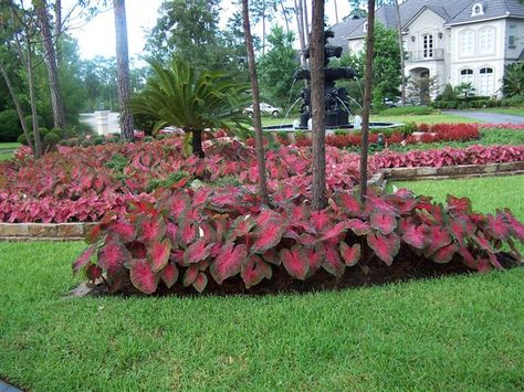 Caladium alternatives for a sunny yard? Caladium Garden, Front Yard Flowers, Florida Landscaping, Backyard Plants, Shade Flowers, Diy Backyard Landscaping, Front Yard Garden, Garden Landscape Design, Ornamental Plants