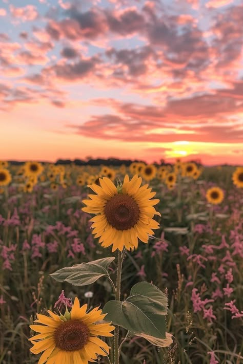 Flowers At Sunset, Flower Lockscreen, Jesus Love Images, Point Photography, California Wallpaper, Aesthetic California, Sunflower Sunset, Sunset Point, Wallpaper Photography