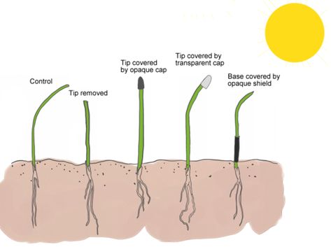 Ag Education, Light Sun, Charles Darwin, Plant Growth, The Plant, Horticulture, Bending, Botany, Education