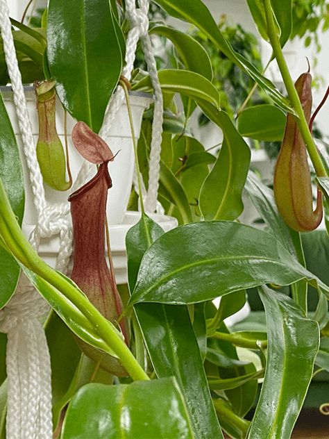 Nepenthes Alata, Pitcher Plant Care, Carnivorous Plants Care, Monstera Deliciosa Care, Hammock Area, Zz Plant Care, Spider Plant Care, Pothos Plant Care, Lily Plant Care