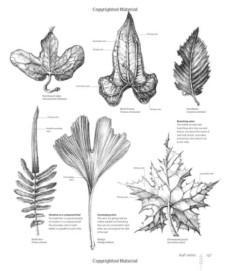 Sarah Simblet, Drawing Plants, Botany Art, Botanical Sketchbook, Botanical Line Drawing, Graphite Art, Plant Book, Plant Drawing, Nature Drawing