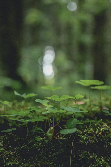 Nature Close Up Photographs, Woodlands Photography, Macro Photography Nature, Nature Witch, Micro Photography, Wild Photography, No Rain No Flowers, Forest Spirit, Forest Floor