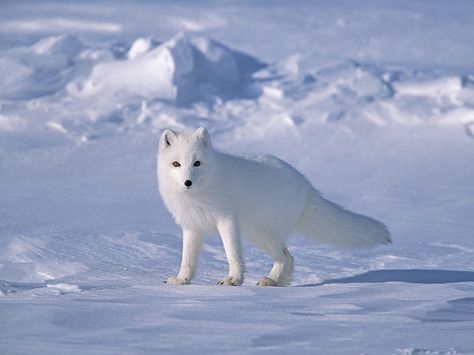 Various Tundra Biome Facts: A biome is a large ecosystem where plants, animals, insects, and people live in a certain type of climate. The tundra is a region in continents of Asia, Europe and North America. Animal Adaptations Activities, Volpe Artica, Fox Background, Animal Adaptations, Canadian Wildlife, Arctic Ocean, Arctic Animals, Arctic Fox, Cute Fox