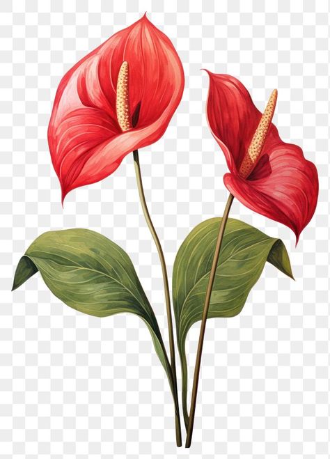 Anthurium Illustration, Anthurium Tattoo, Hot Air Balloon Drawing, Balloon Drawing, Red Anthurium, Anthurium Flower, Leaf Plant, Summer 2025, Flower Printable